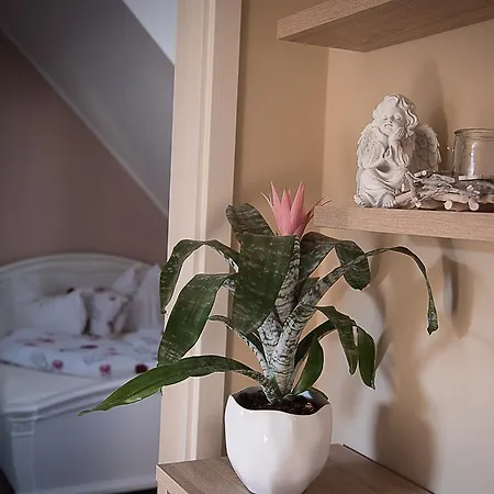 Orchidea